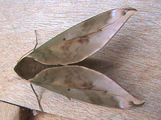 Phylloxiphia oberthueri